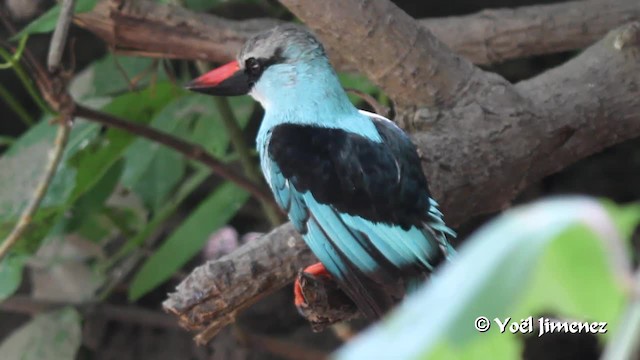 Blue-breasted Kingfisher - ML201097041