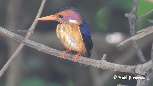 African Pygmy Kingfisher - ML201097051