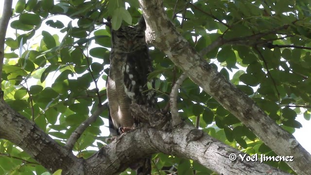 Grand-duc du Sahel - ML201097061