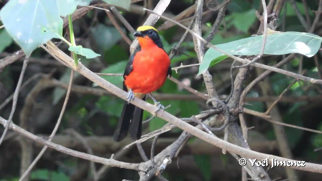 Yellow-crowned Gonolek - ML201097111