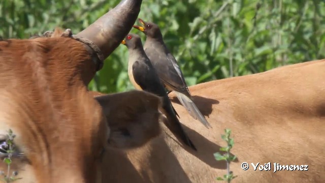 Yellow-billed Oxpecker - ML201097121