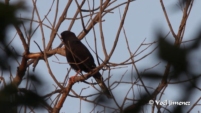 Gabar Goshawk - ML201097141