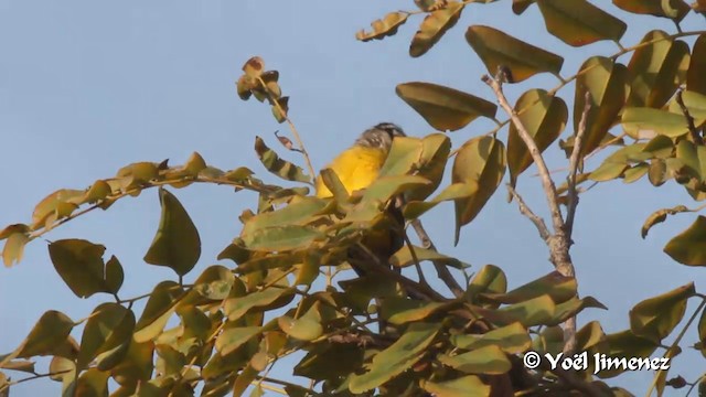 Brown-rumped Bunting - ML201097151