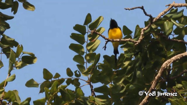 Pygmy Sunbird - ML201097191