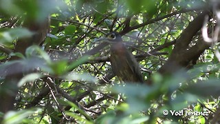  - White-backed Night Heron