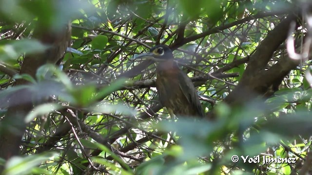 White-backed Night Heron - ML201097201