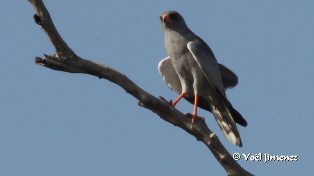 Dark Chanting-Goshawk - ML201097261