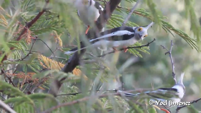 White-crested Helmetshrike (Long-crested) - ML201097271