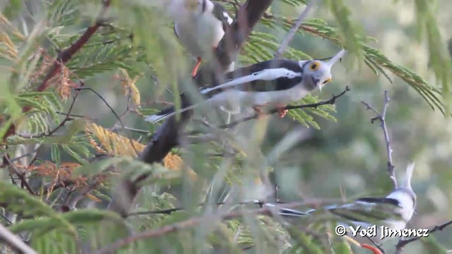 White Helmetshrike (Long-crested) - ML201097271