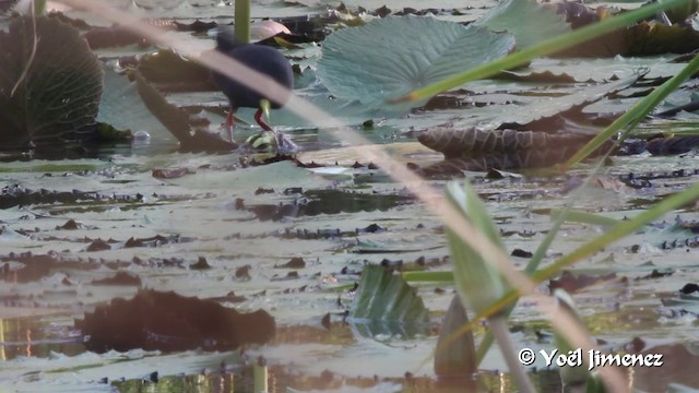 Black Crake - ML201097311