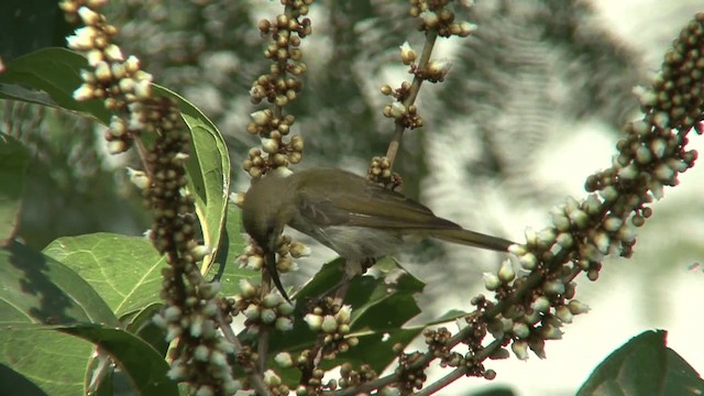 Olive Sunbird - ML201097371