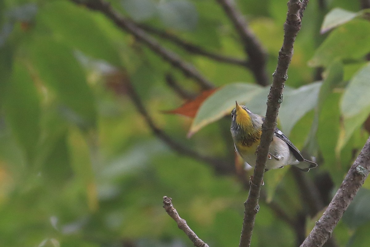 Northern Parula - ML20109751