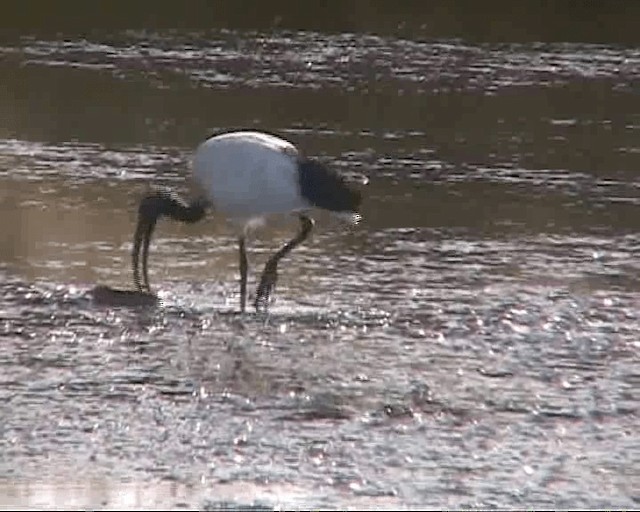 African Sacred Ibis - ML201097581