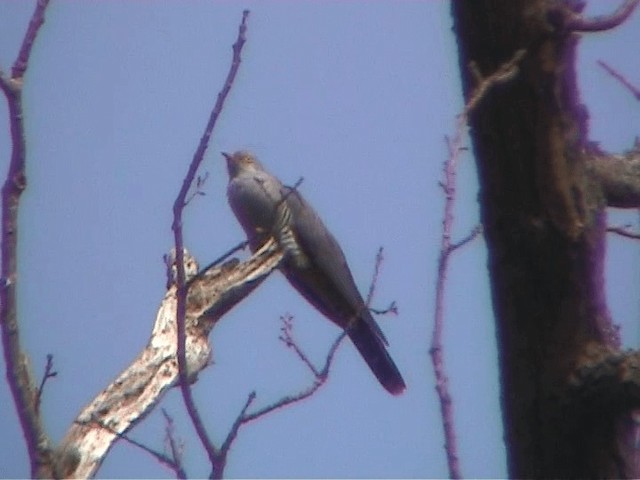 Common Cuckoo - ML201097641