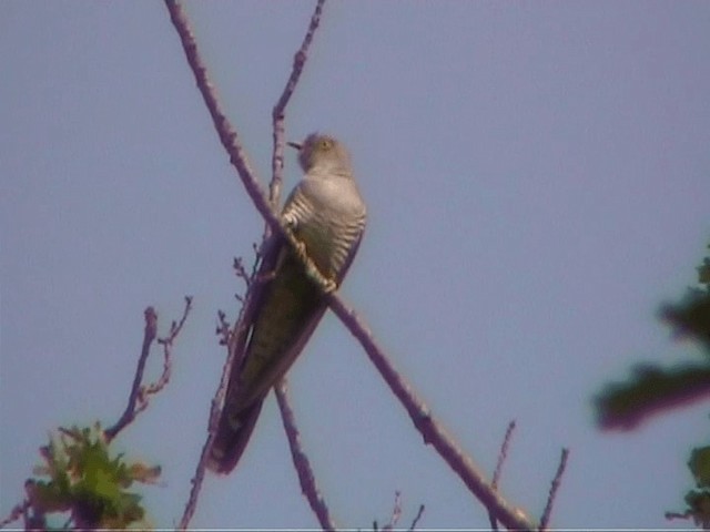 Common Cuckoo - ML201097651