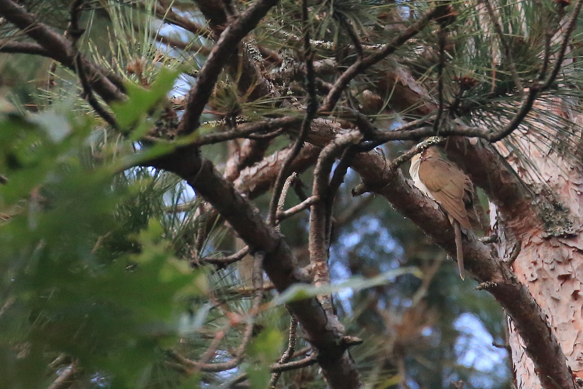 Black-billed Cuckoo - ML20109771