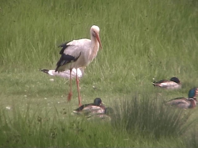 White Stork - ML201097971