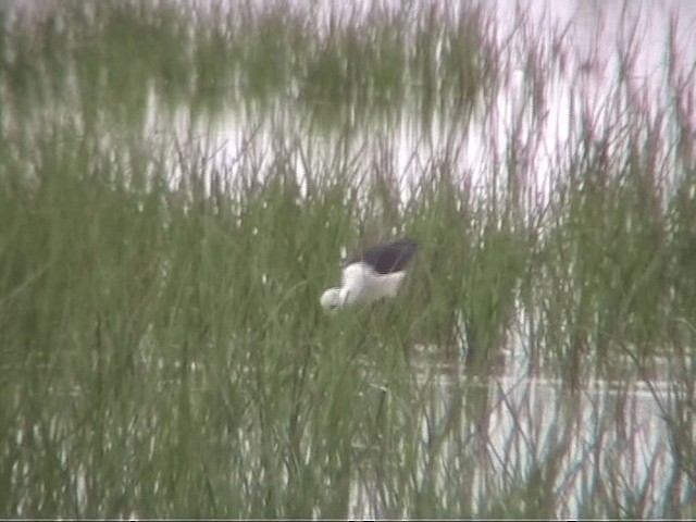 Black-winged Stilt - ML201097991