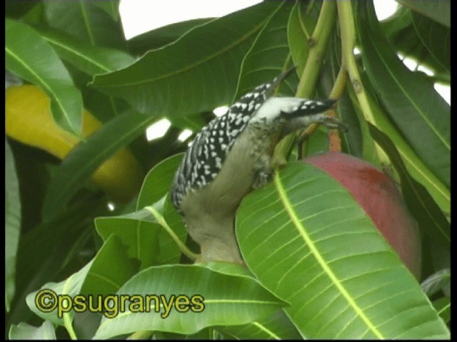 Red-crowned Woodpecker - ML201098161