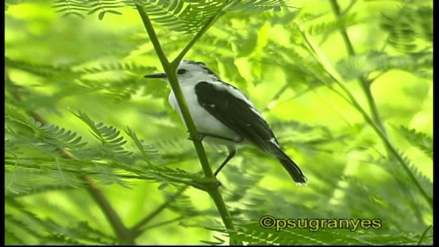 Pied Water-Tyrant - ML201098801