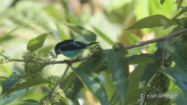 Kara Kulaklı Daknis (lineata) - ML201098841