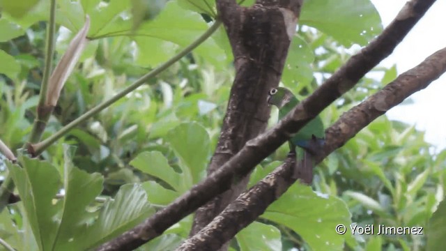 オグロウロコインコ（melanura グループ） - ML201098861