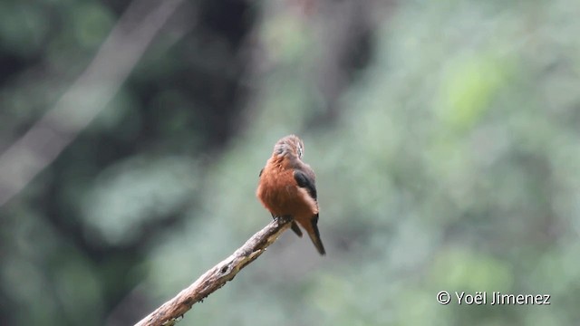 Cliff Flycatcher (Cliff) - ML201098891