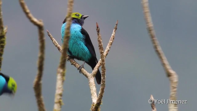 Paradise Tanager - ML201098901