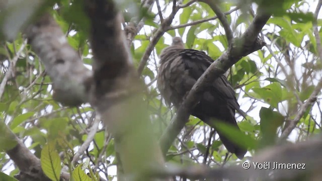 Plumbeous Pigeon - ML201098921