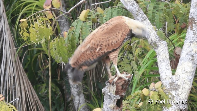 Black-collared Hawk - ML201098931