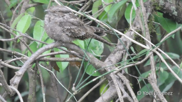 Ladder-tailed Nightjar - ML201098941