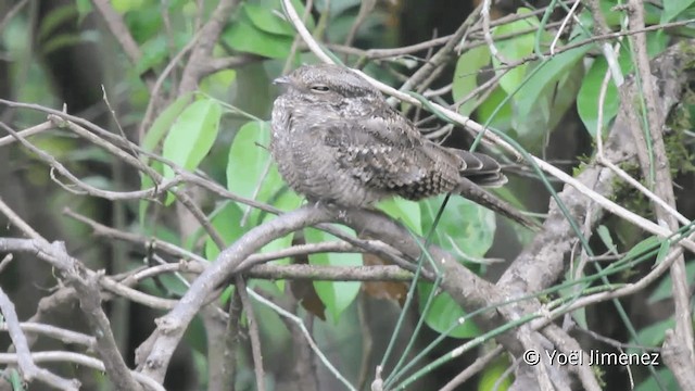 Ladder-tailed Nightjar - ML201098951