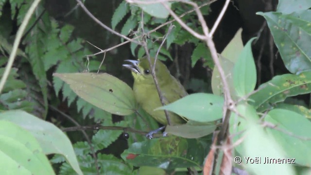 Habia bridé - ML201098961