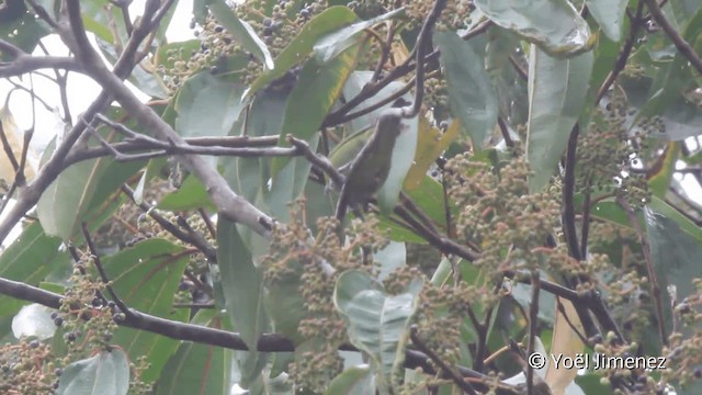 Habia bridé - ML201098971