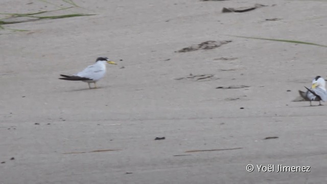 Yellow-billed Tern - ML201099001