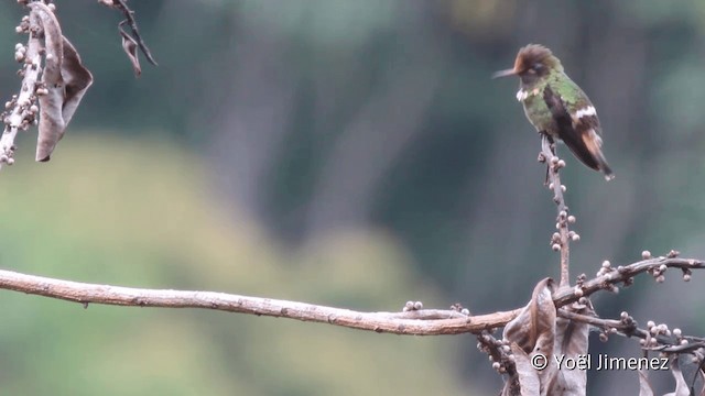 Rufous-crested Coquette - ML201099021