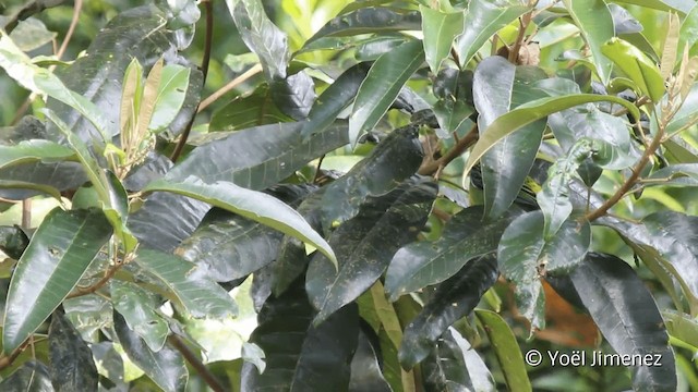 Green-and-gold Tanager - ML201099101