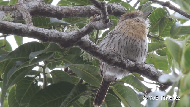 Western Striolated-Puffbird - ML201099121