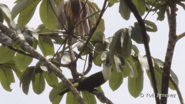 White-throated Toucan (Cuvier's) - ML201099131