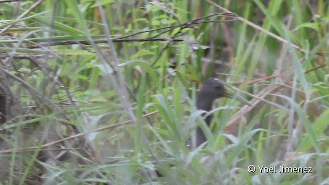 Blackish Rail - ML201099161