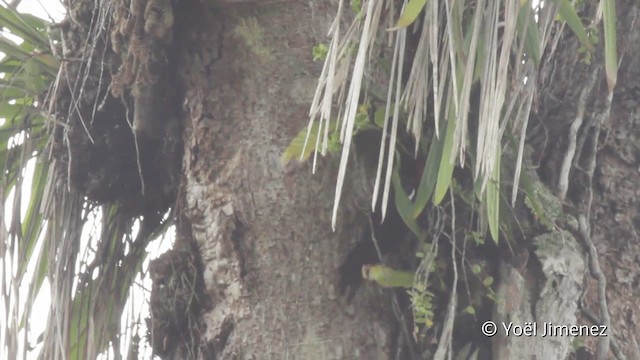 Crimson-crested Woodpecker - ML201099201