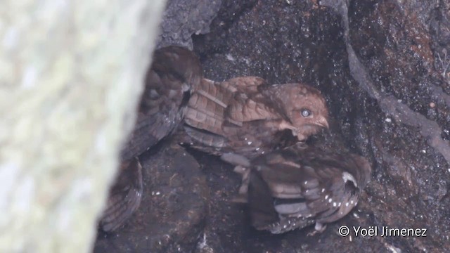 Guacharo des cavernes - ML201099291