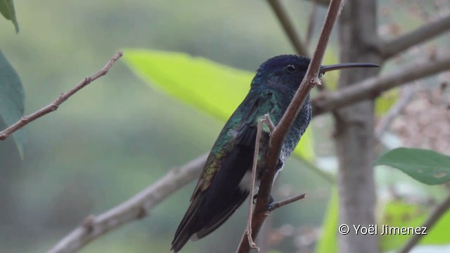 Golden-tailed Sapphire - ML201099311