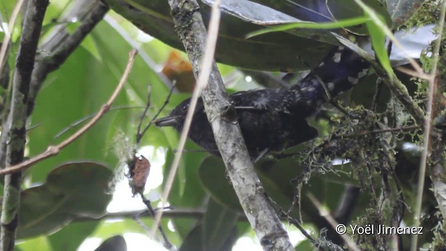 Variable Antshrike - ML201099341