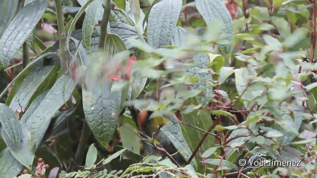 Yellow-breasted Brushfinch (Yellow-breasted) - ML201099421