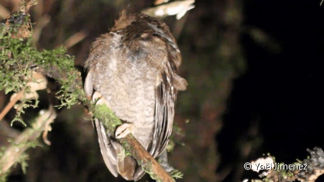 Long-whiskered Owlet - ML201099451