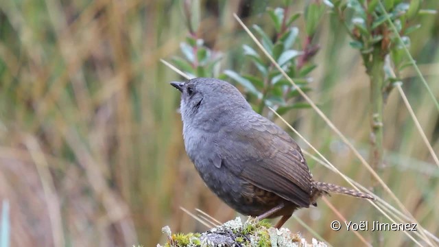 Jalca Tapaculo - ML201099581