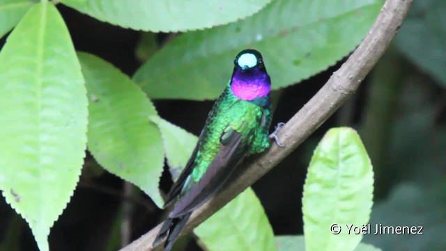 Purple-throated Sunangel - ML201099641