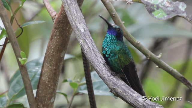 Sparkling Violetear - ML201099691