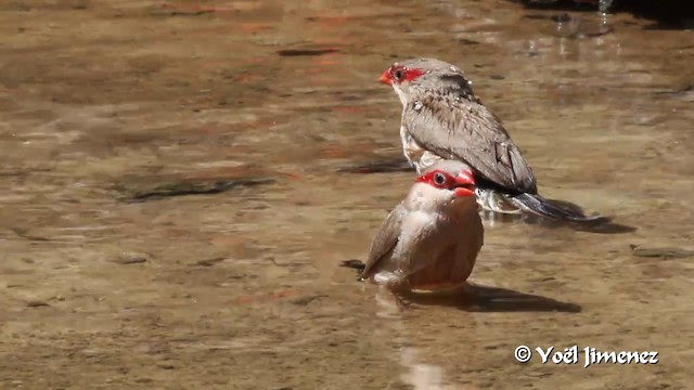 Black-rumped Waxbill - ML201099701